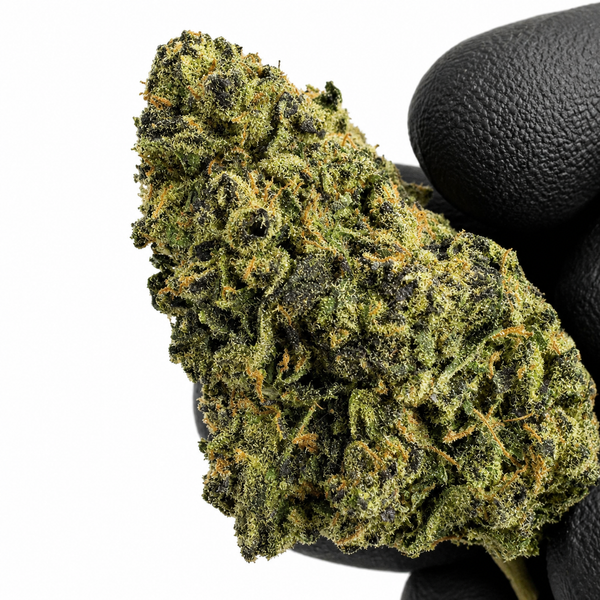 Shour-Sherbet - Indoor