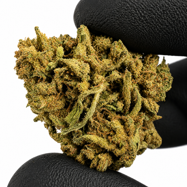 Mango Haze - Indoor