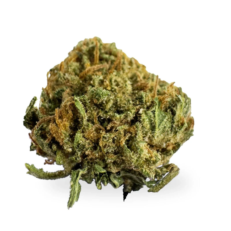 Small Bud Berry – Glasshouse