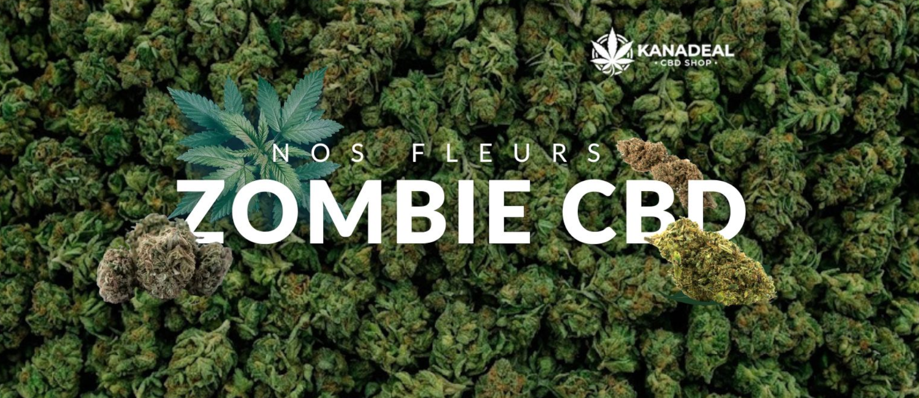 Bannière Collection ZOMBIE CBD Kanadeal