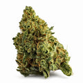Small Buds Orange – GLASSHOUSE