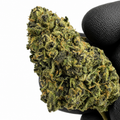 Shour-Sherbet - Indoor