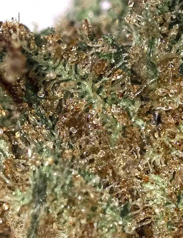 Fleur CBD AK-47 zoom — Kanadeal