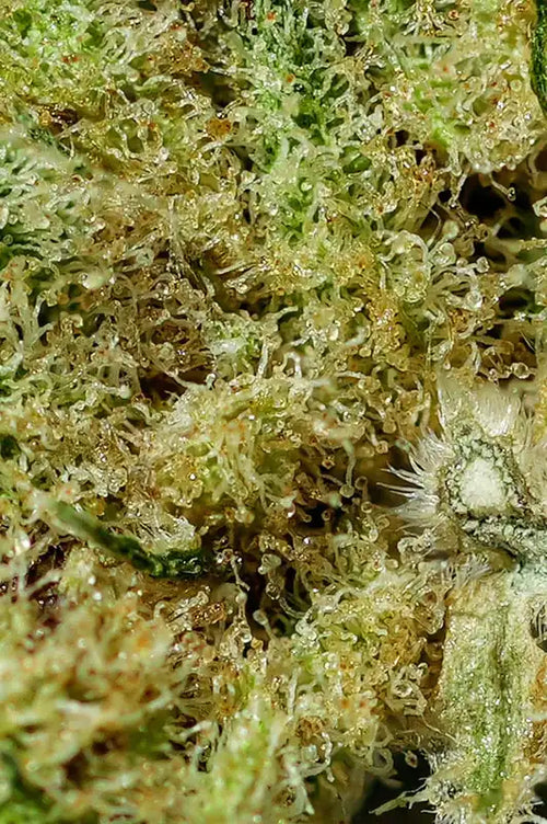 Fleur CBD Amnesia 2.0 zoom — Kanadeal