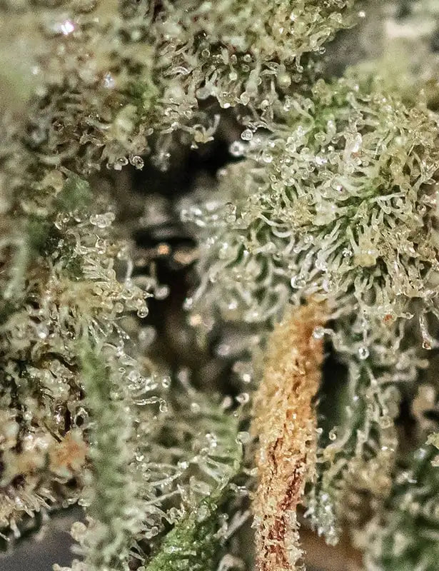 Fleur CBD Gelato OG zoom — Kanadeal