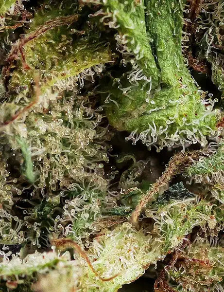 Fleur CBD Super Lemon zoom — Kanadeal