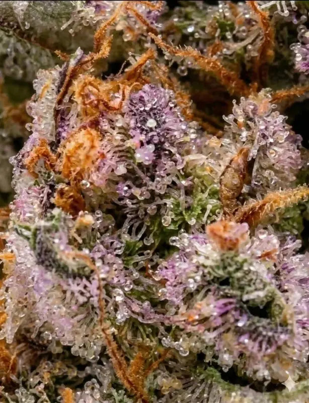 Fleur CBD Zkittlez trichomes — Kanadeal
