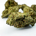 Medium Bud Gushers V+ – Indoor