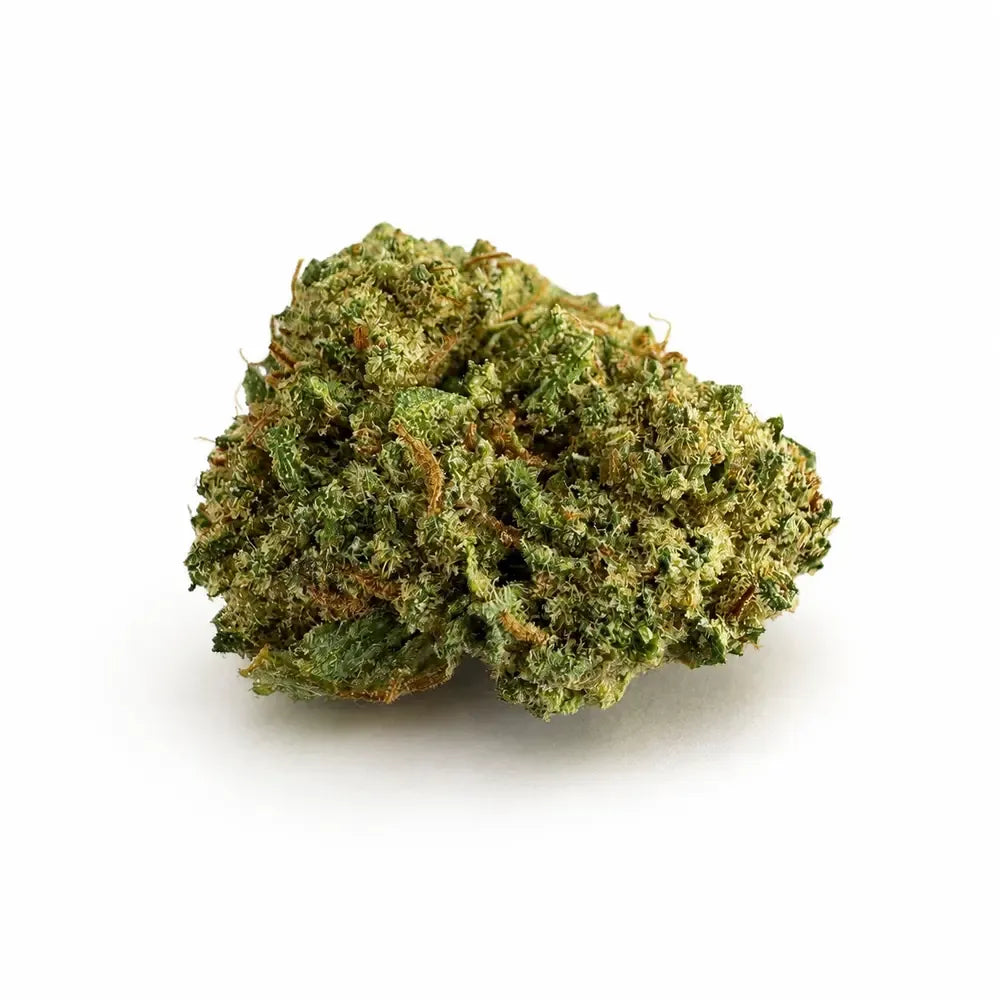 Small Buds Lemon Fritter – INDOOR